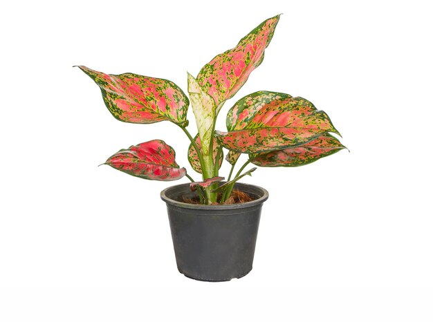 Close-up of potted plant against white background