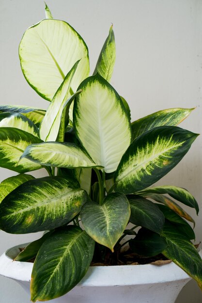 Foto prossimo piano di una pianta in vaso su uno sfondo bianco