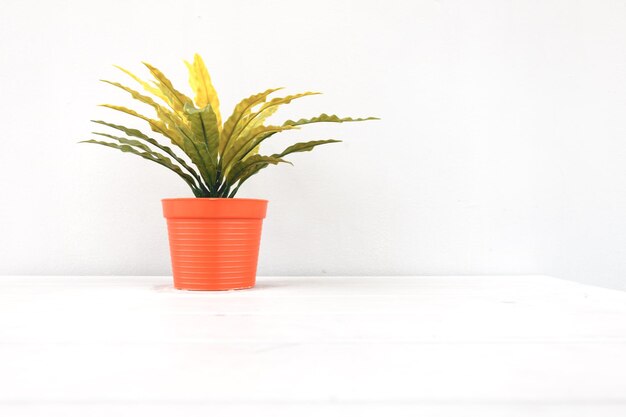 Photo close-up of potted plant against white background