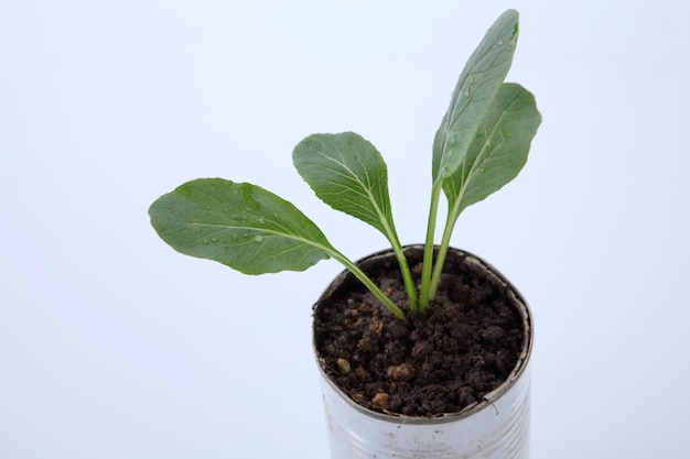 Photo close-up of potted plant against white background