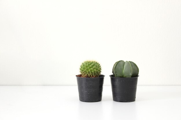 Close-up of potted plant against white background