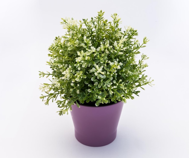 close-up of potted plant against white background