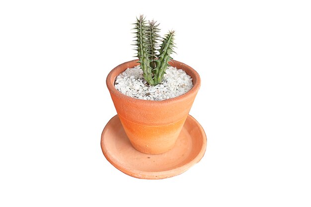 Close-up of potted plant against white background