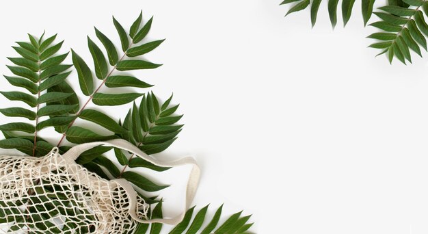 Close-up of potted plant against white background