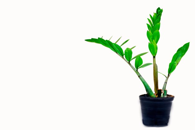 Photo close-up of potted plant against white background