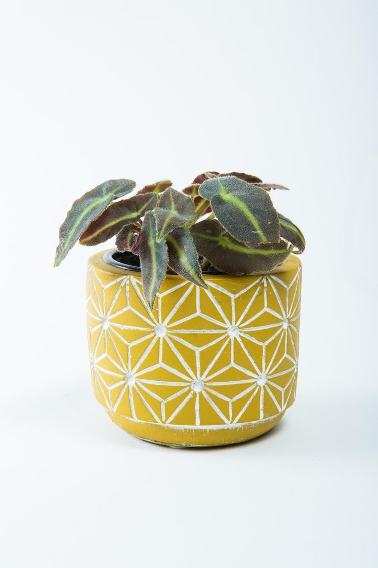 Photo close-up of potted plant against white background