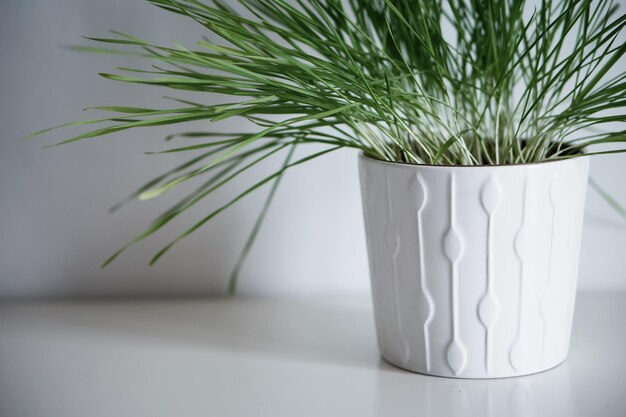 Close-up of potted plant against white wall