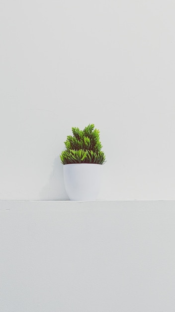 Photo close-up of potted plant against white wall