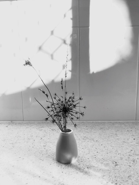 Close-up of potted plant against white wall