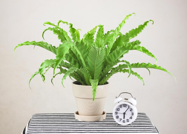 Photo close-up of potted plant against white wall