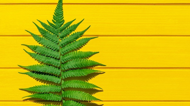 Close-up of potted plant against yellow wall