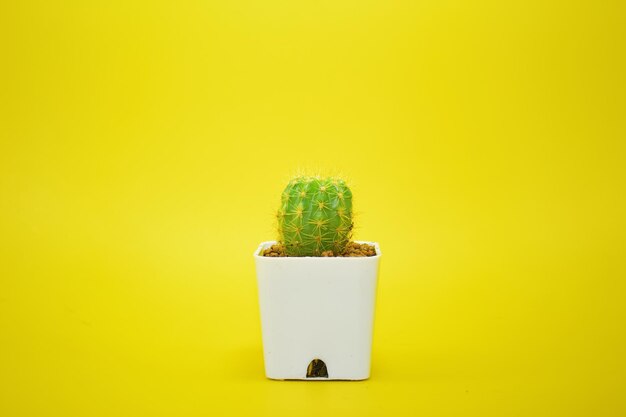 Close-up of potted plant against yellow wall