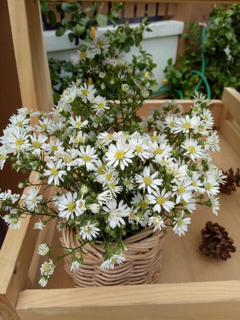 Close-up of potted plant in basket