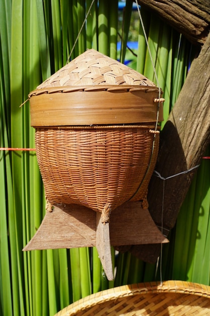 Close-up of potted plant in basket