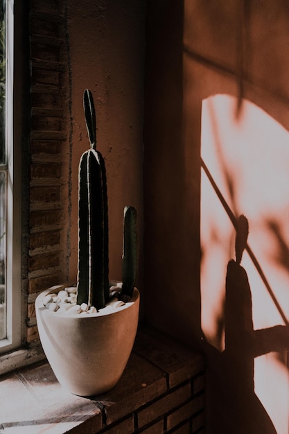 Photo close-up of potted plant by window at home