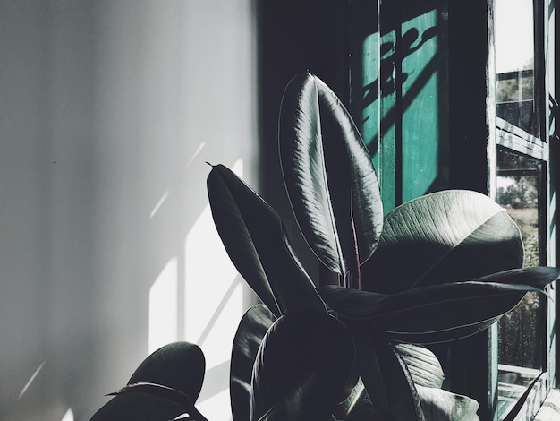 Close-up of potted plant by window