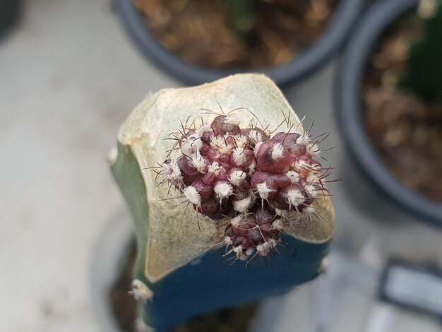 Close-up of potted plant cactus