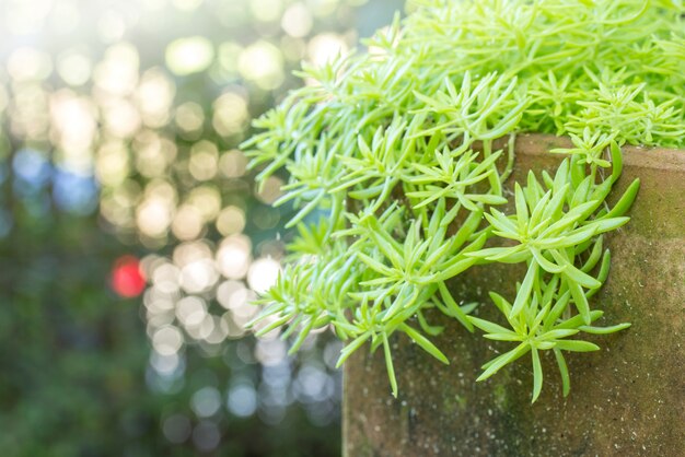 屋外の庭で鉢植えのクローズアップ