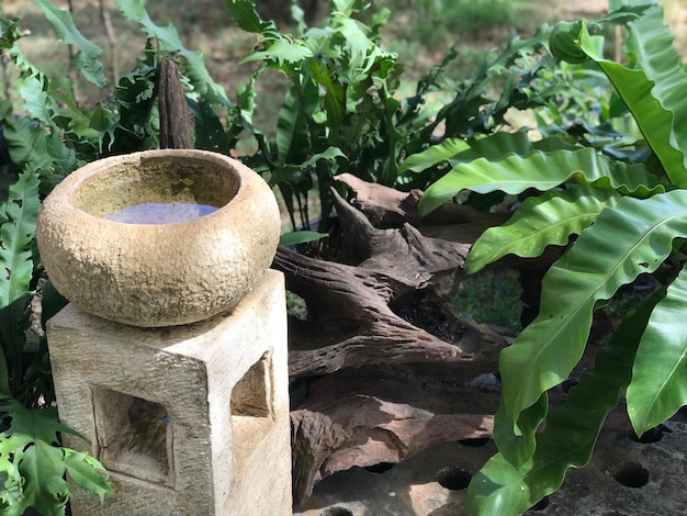 Photo close-up of potted plant in garden