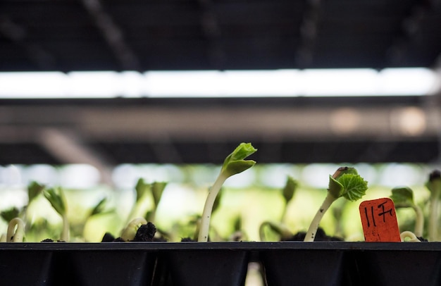 Photo close-up of potted plant in greenhouse