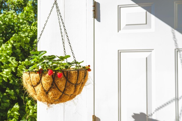 Photo close-up of potted plant hanging in basket