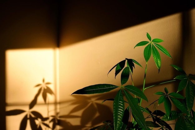 Foto prossimo piano di una pianta in vaso a casa