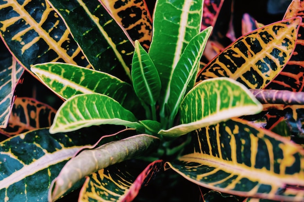 Photo close-up of potted plant leaves