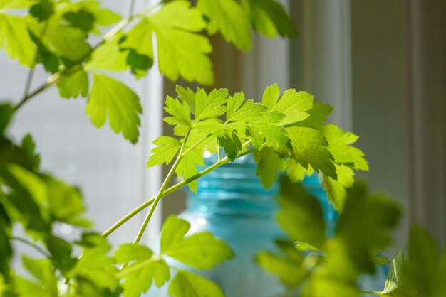 Close-up of potted plant leaves