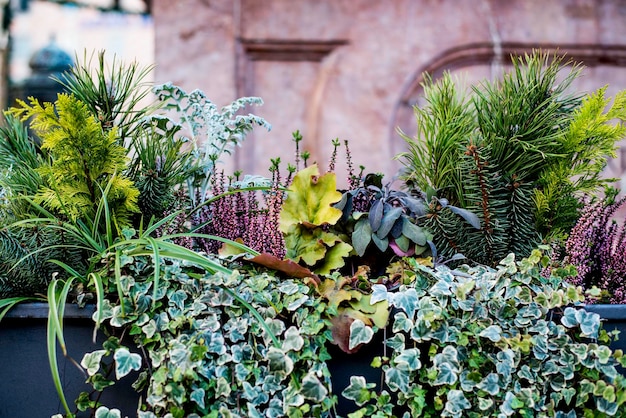 close-up of potted plant outdoors