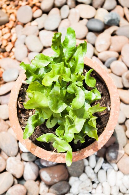 岩石 の 上 に 置か れ た 鉢 の 植物 の クローズアップ