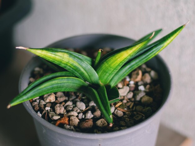 Close-up of potted plant in pot