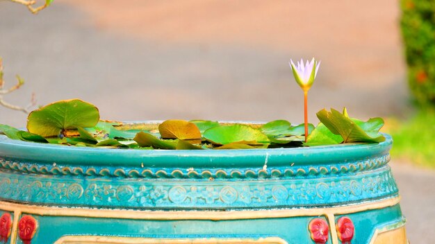 Close-up of potted plant on roof