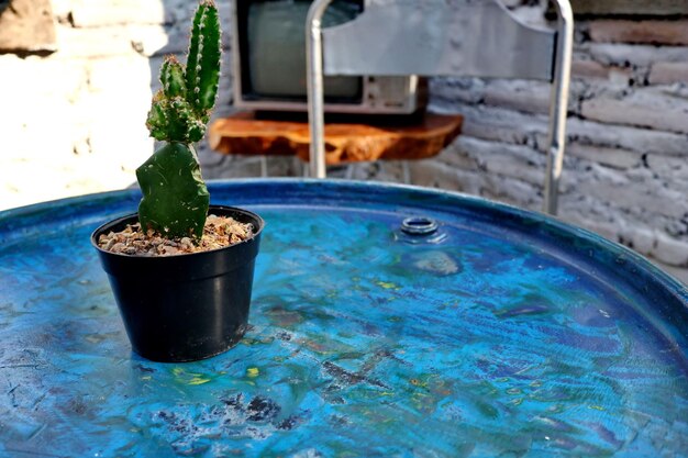 Foto close-up di una pianta in vaso in piscina