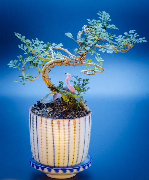 Photo close-up of potted plant on table against blue background