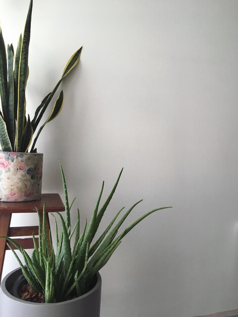 Photo close-up of potted plant on table against wall