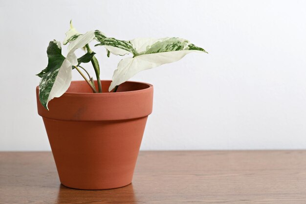 Photo close-up of potted plant on table against wall