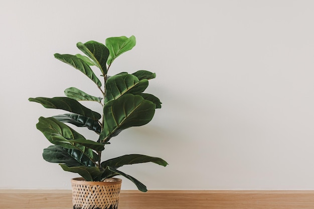 Close-up of potted plant on table against wall