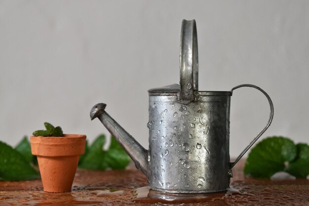 Foto close-up di una pianta in vaso su un tavolo contro la parete