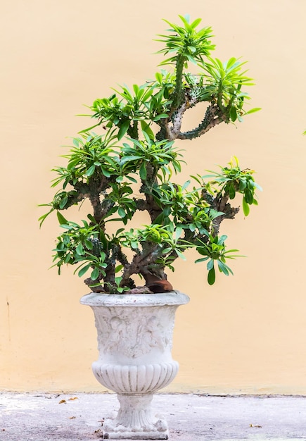 Photo close-up of potted plant on table against wall