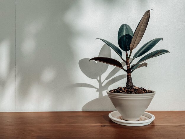 Close-up of potted plant on table against wall