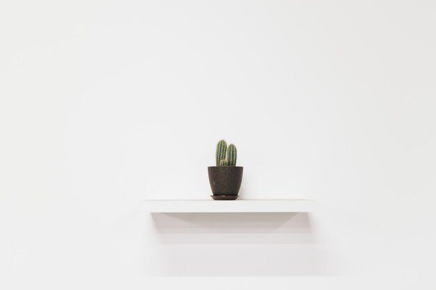 Close-up of potted plant on table against white background