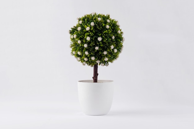 Foto close-up di una pianta in vaso su un tavolo su uno sfondo bianco