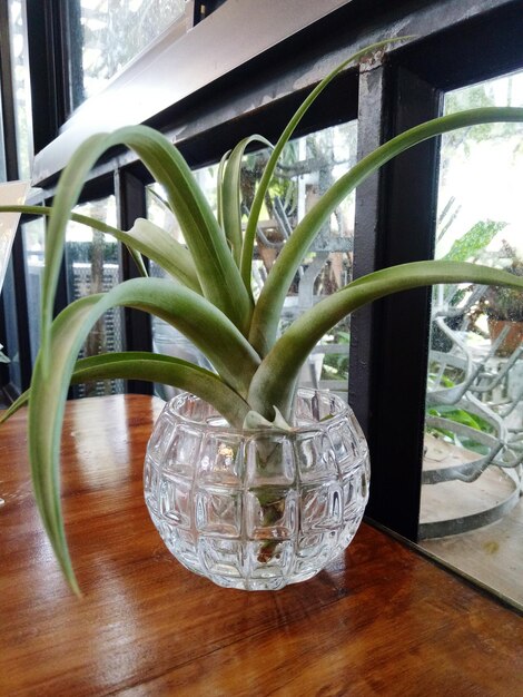 Close-up of potted plant on table at home