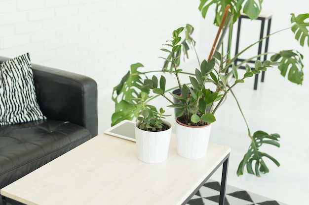 Close-up of potted plant on table at home