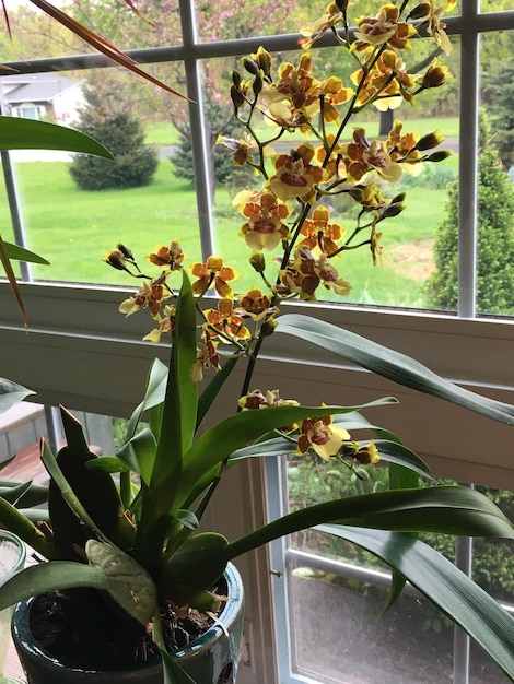 Close-up of potted plant on table at home