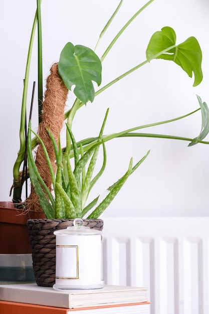 Foto prossimo piano di una pianta in vaso sul tavolo a casa