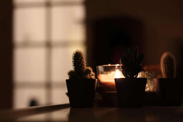 Photo close-up of potted plant on table at home