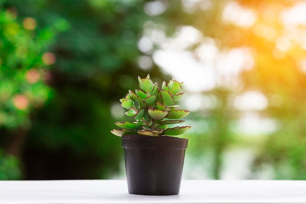 Close-up of potted plant on table