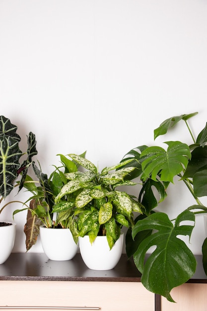 Close-up of potted plant on table