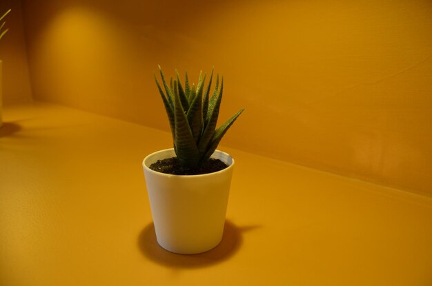 Close-up of potted plant on table